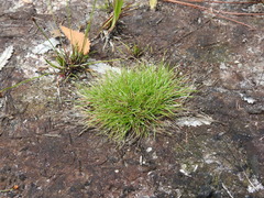 Fimbristylis pauciflora