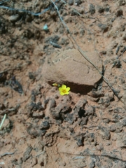 Leptosiphon chrysanthus