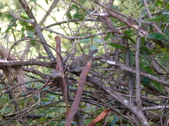 Sericornis maculatus