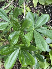 Cussonia thyrsiflora