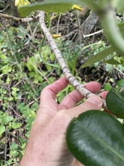 Cussonia thyrsiflora