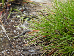 Fimbristylis pauciflora