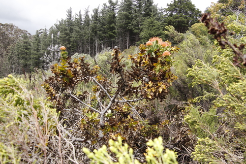 Red Pincushion-Protea (Leucospermum cordifolium)