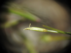 Fimbristylis pauciflora