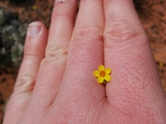 Leptosiphon chrysanthus