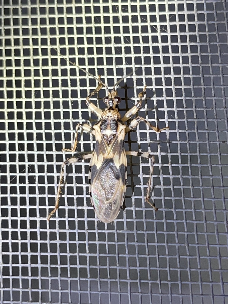 Gnistus fuscoirroratus