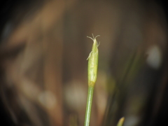 Fimbristylis pauciflora