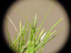 Fimbristylis pauciflora