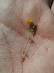 Leptosiphon chrysanthus