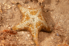 Anthenea sidneyensis