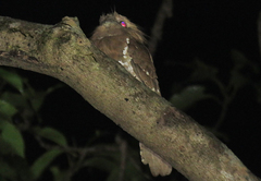 Batrachostomus moniliger