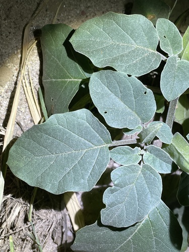 desert thorn-apple