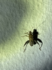 Heegeria tangirica