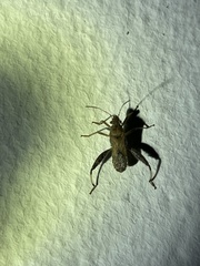 Heegeria tangirica