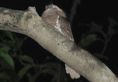 Batrachostomus moniliger