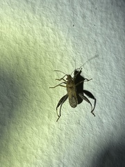 Heegeria tangirica