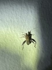 Heegeria tangirica