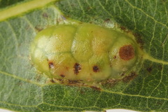 Euura bridgmanii