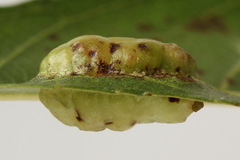 Euura bridgmanii