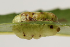 Euura bridgmanii