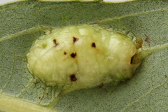 Euura bridgmanii