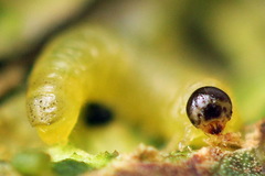 Euura bridgmanii