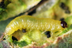 Euura bridgmanii