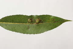 Euura bridgmanii