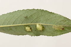 Euura bridgmanii