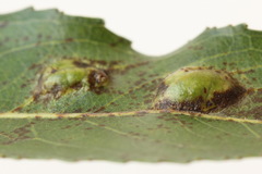 Euura bridgmanii