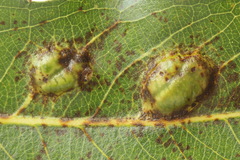 Euura bridgmanii