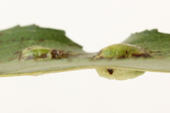 Euura bridgmanii