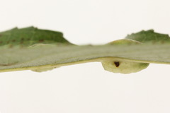 Euura bridgmanii