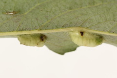Euura bridgmanii