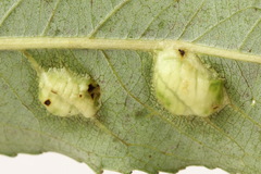 Euura bridgmanii