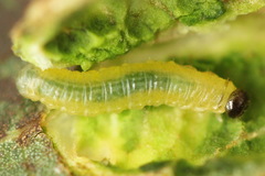 Euura bridgmanii