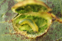 Euura bridgmanii
