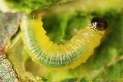 Euura bridgmanii