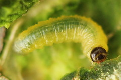 Euura bridgmanii