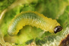 Euura bridgmanii