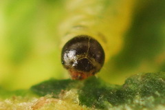 Euura bridgmanii