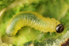 Euura bridgmanii