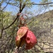 Bushveld Red-Balloon - Photo (c) steppenwolf123, some rights reserved (CC BY-NC)