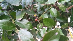 Ehretia anacua