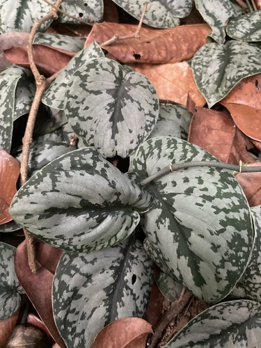 Scindapsus pictus