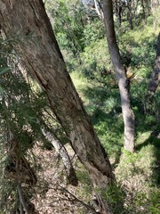 Melaleuca decora