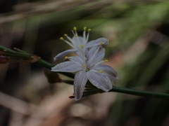Caesia parviflora parviflora