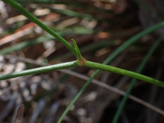 Caesia parviflora parviflora