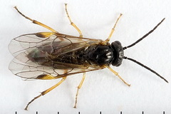 Euura bridgmanii