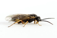 Euura bridgmanii